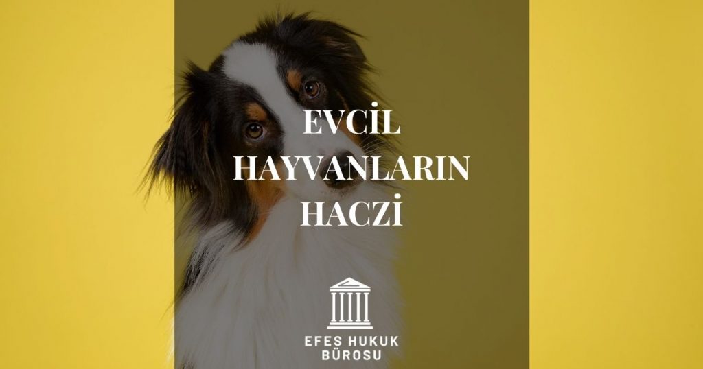 Evcil Hayvanların Haczi
